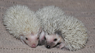 www.connecticuthedgehogs.com