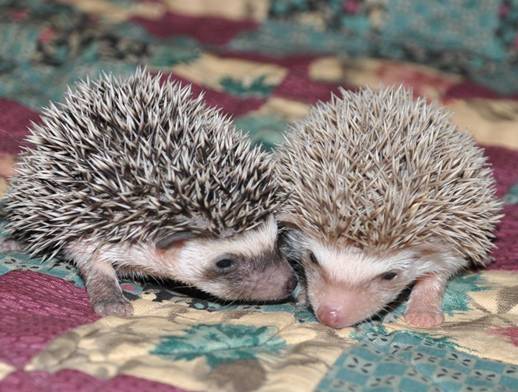 Connecticuthedgehogs.com
Hedgehog baby sisters
