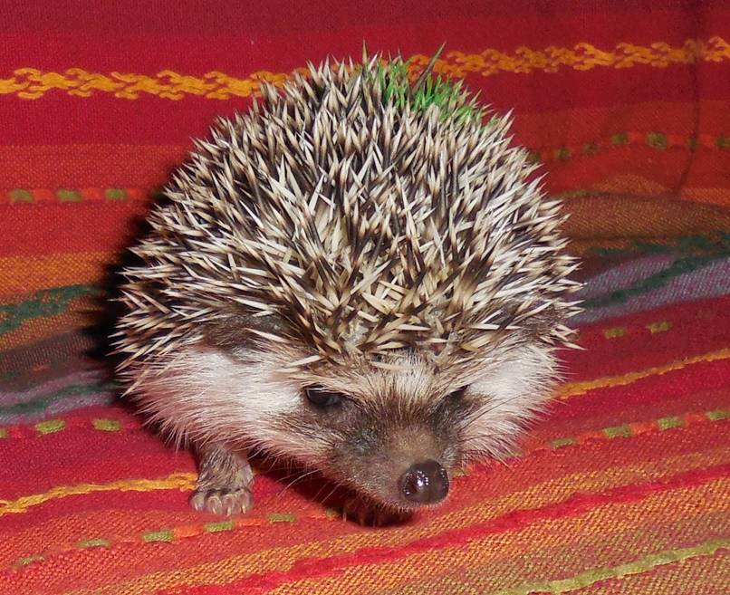 Connecticut Hedgehogsavailable hedgehogs, hedgehogs for sale in CT