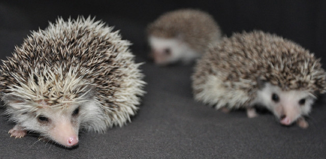 Connecticut Hedgehogs-USDA licensed breeder located in CT